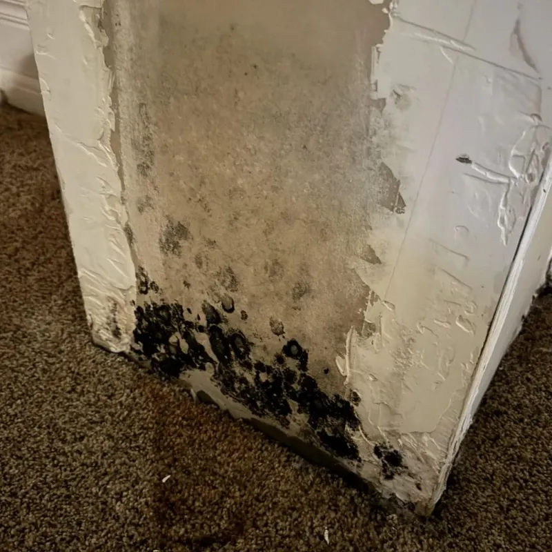 Professional Mold Removal in Greeley, CO